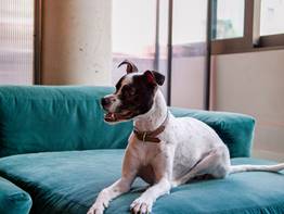 Hôtels acceptant les chiens, Locke